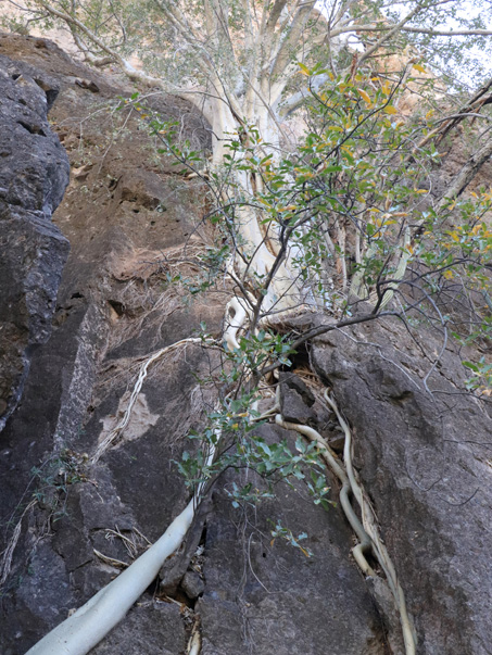 Wild fig anchored in cliff face