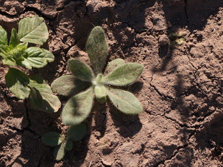 Desert tobacco and Amaranth seedlings