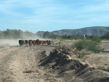 Herd of cows walking along dirt road
