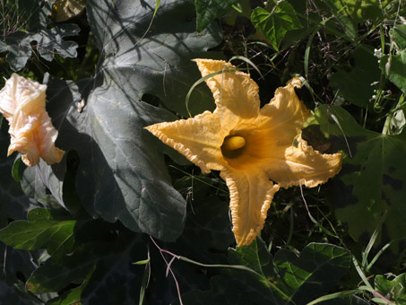 flores de planta de Calabacilla amarga
