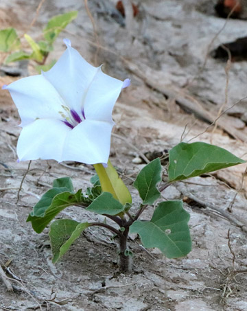 Tiny Desert Thornapple plant with flower