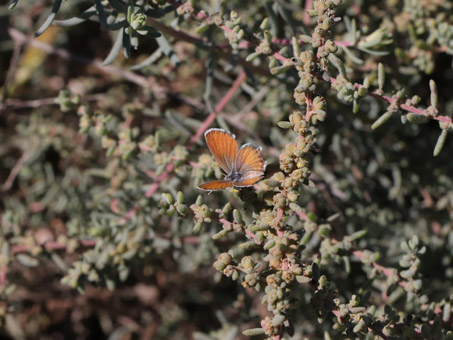 Western Pygmy Blue butterfly