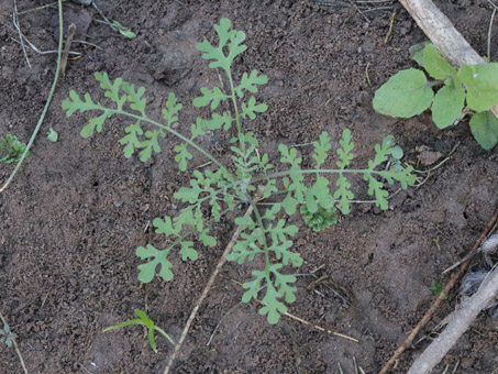 Western Tansy-Mustard sprout