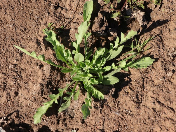 Broad-leaf Peppergrass plant