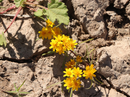 Desert Chinchweed flowers