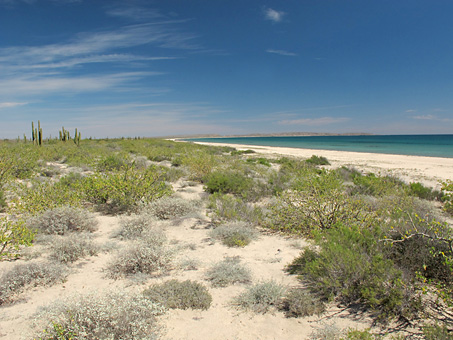 El Gallito dunes