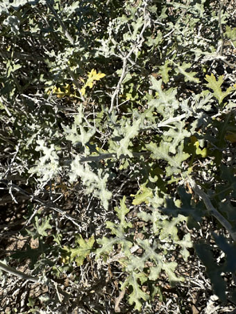 Magdalena Ragweed leaves