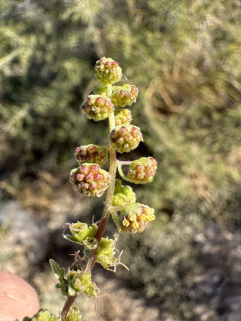 Magdalena Ragweed inflorescences