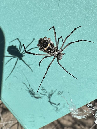 Silver argiope spider in web
