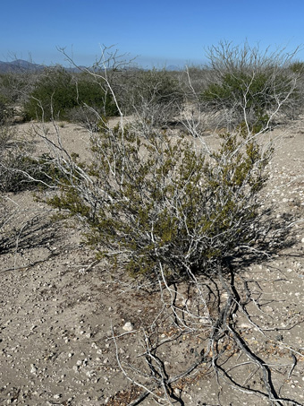 Creosote bush