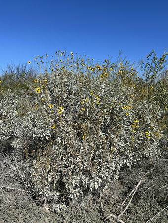 Brittlebush shrub