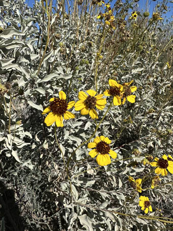 Brittlebush in bloom