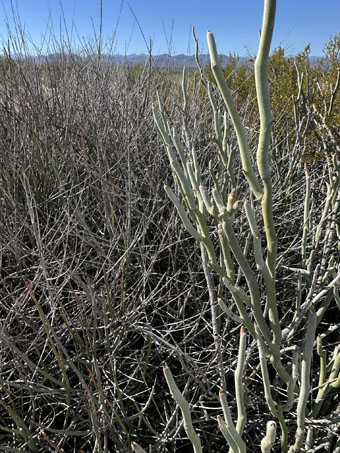 Closeup of Espadin and Candelilla shrubs