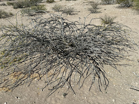 prostrate Palo Adan shrub