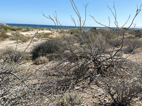 desert scrub