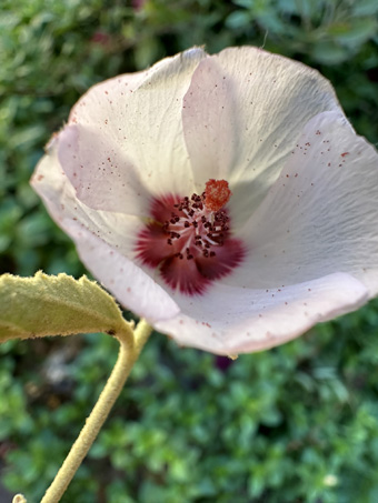 Rock Hibiscus flower