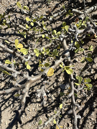 Limberbush stems and leaves