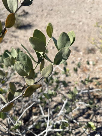 Closeup of Jojoba leaves