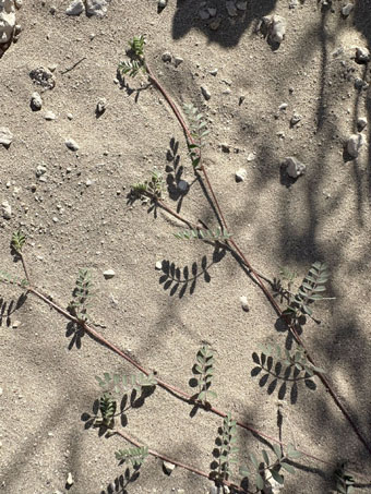 Peninsular Marina stems and leaves