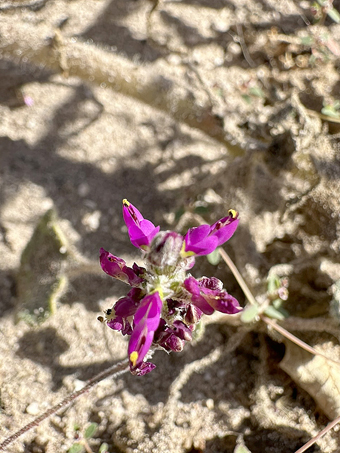 Closeup of flower of Peninsular Marina