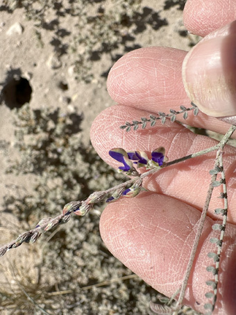Parry Dyeweed flowers