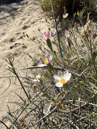 Nicolletia trifida in bloom