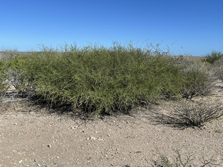 Little-leaf Palo Verde tree