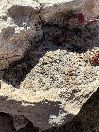 Limestone closeup