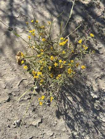 Desert Chinchweed in bloom