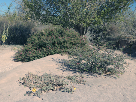 Pink Fairy Duster and Devil's Claw plants