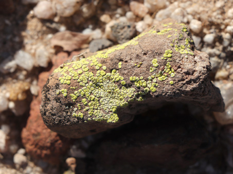 Bright Cobblestone Lichen