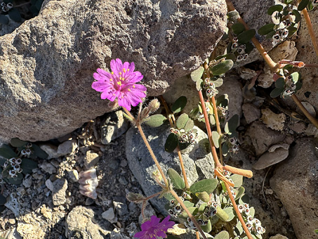 Trailing windmills flower