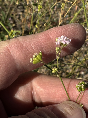 Spiderling flowers and fruit