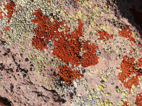 Rock Jewel Lichen