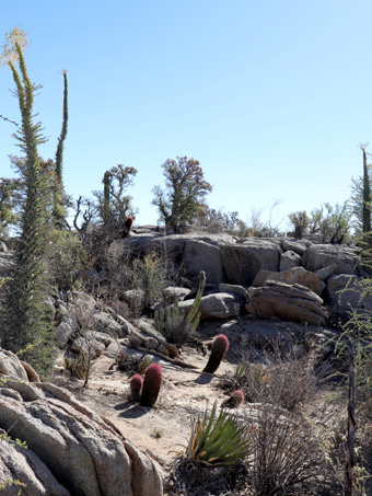 Desert view in Cataviña