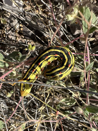 Caterpillar of White-lined Sphinx Moth