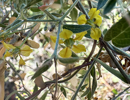 Slender Janusia flowers and fruit