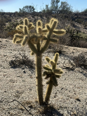 Cholla cactus