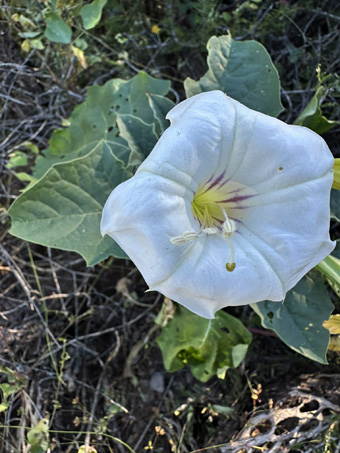 Desert thorn-apple flower