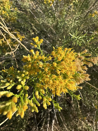 Sonoran Goldenbush flowers