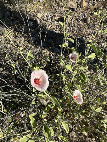 Rock hibiscus in flower