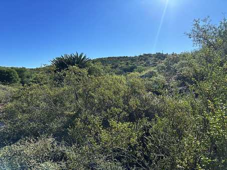 densely vegetated hillside