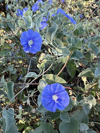 Eastwood or Gulf Clustervine flowers