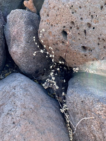 Dormant ferns near Rco El Rincon