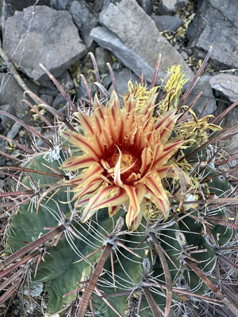 Baja California Barrel Cactus with flower