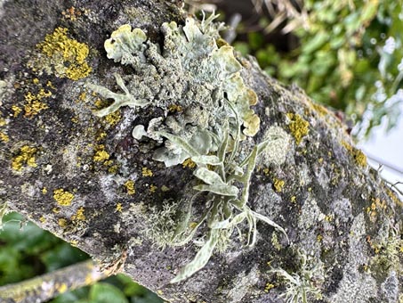 A variety of SF Bay Area lichens