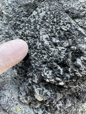 black lichen on rock slab