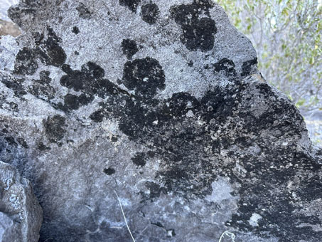 Another black lichen on a rock slab