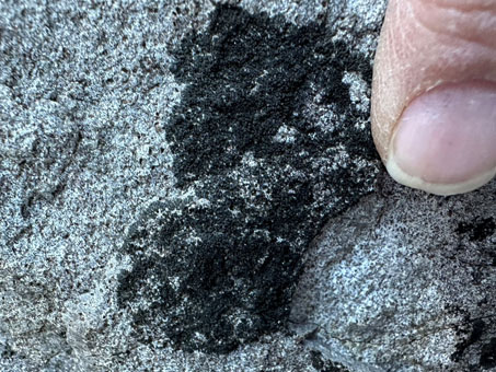 Another black lichen on a rock slab