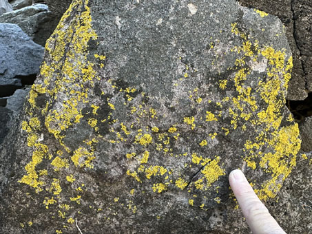 Yellow lichen